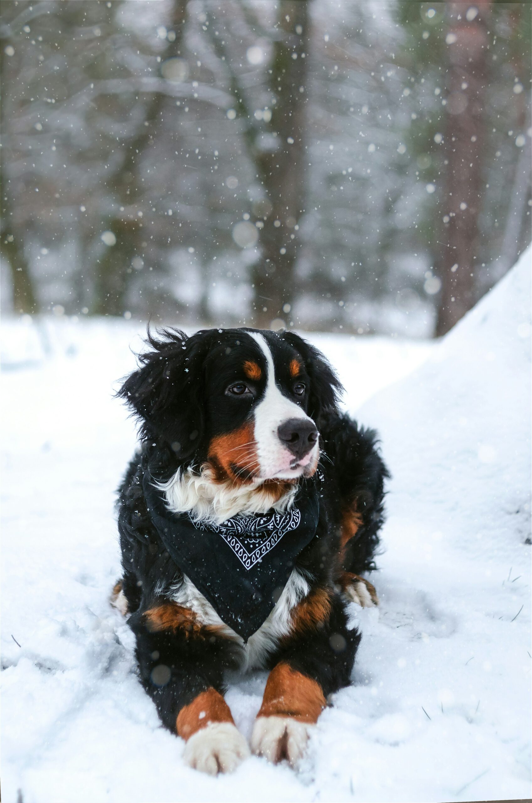 bernese mountain dog puppies