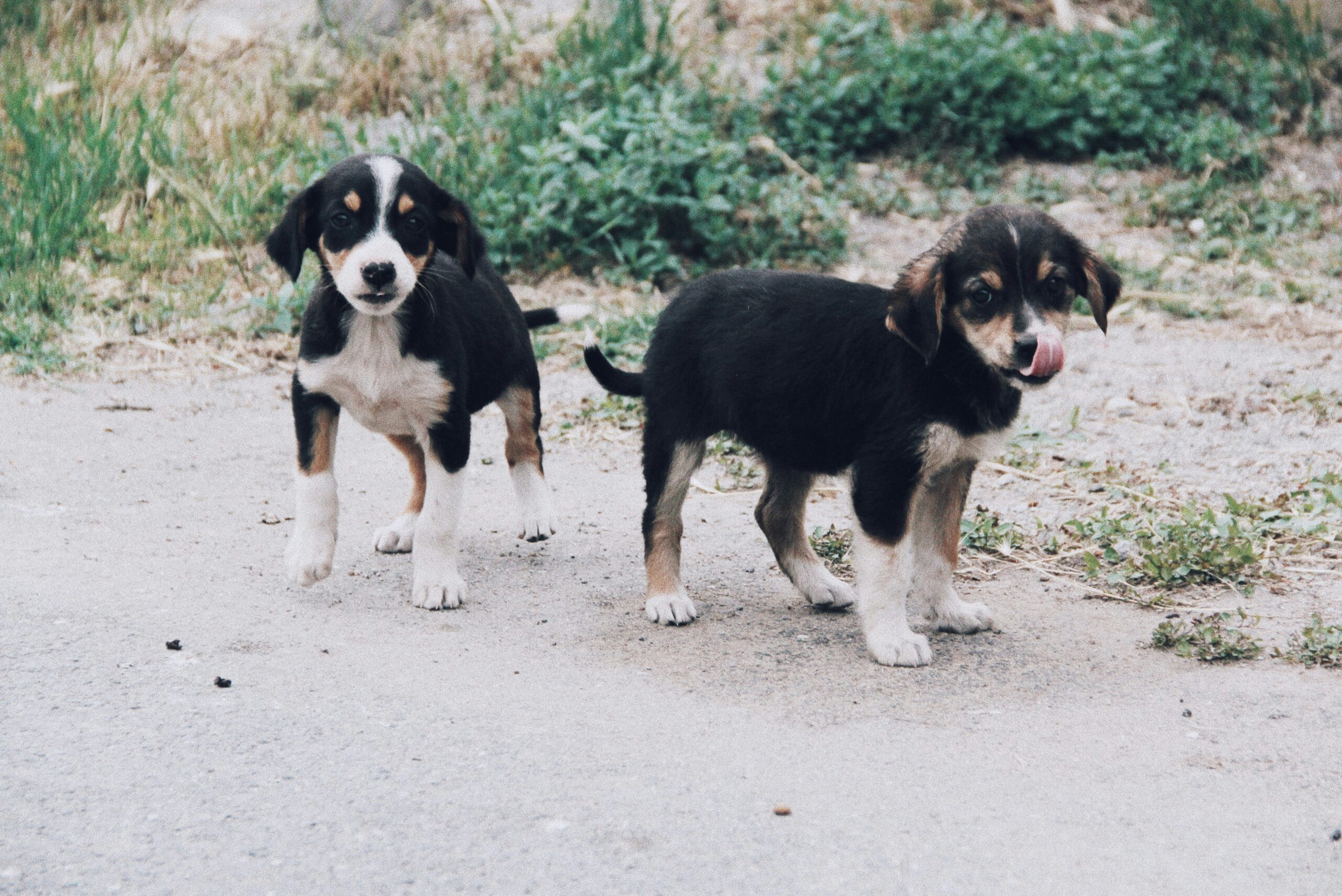 bernese mountain dog puppy