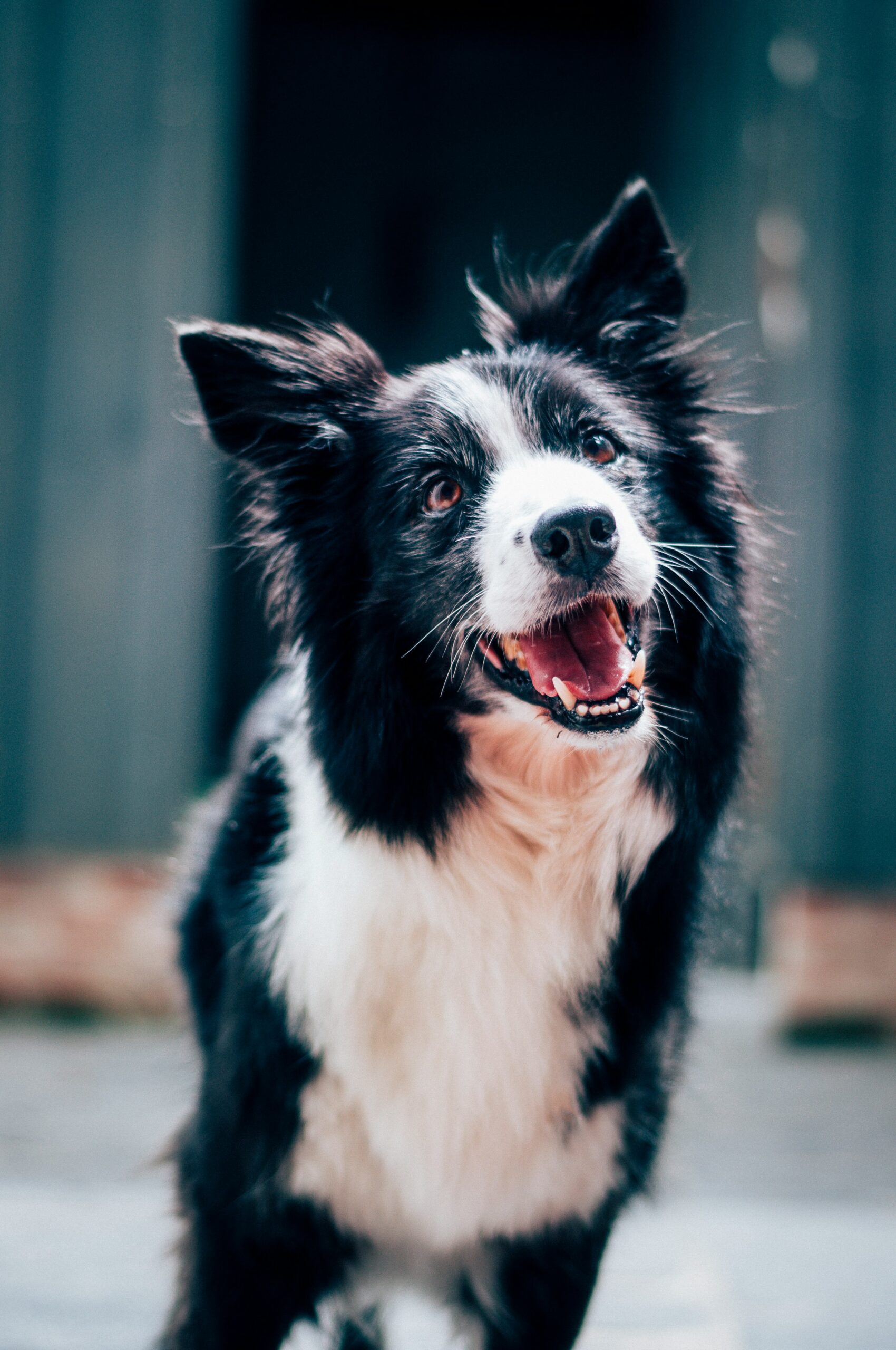 pale gums in dogs