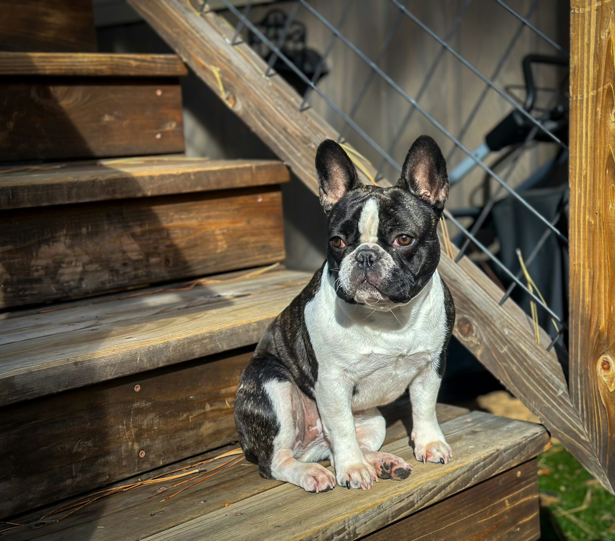 puppy vaccination schedule