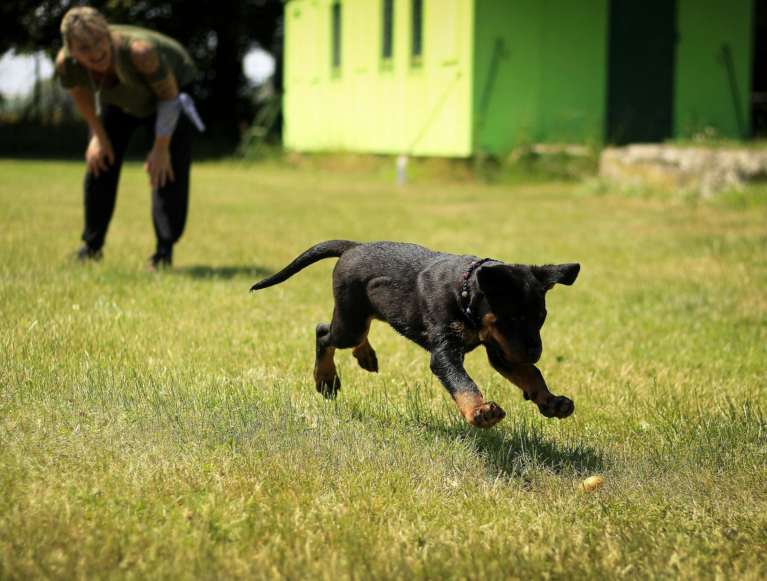 service dog training near me