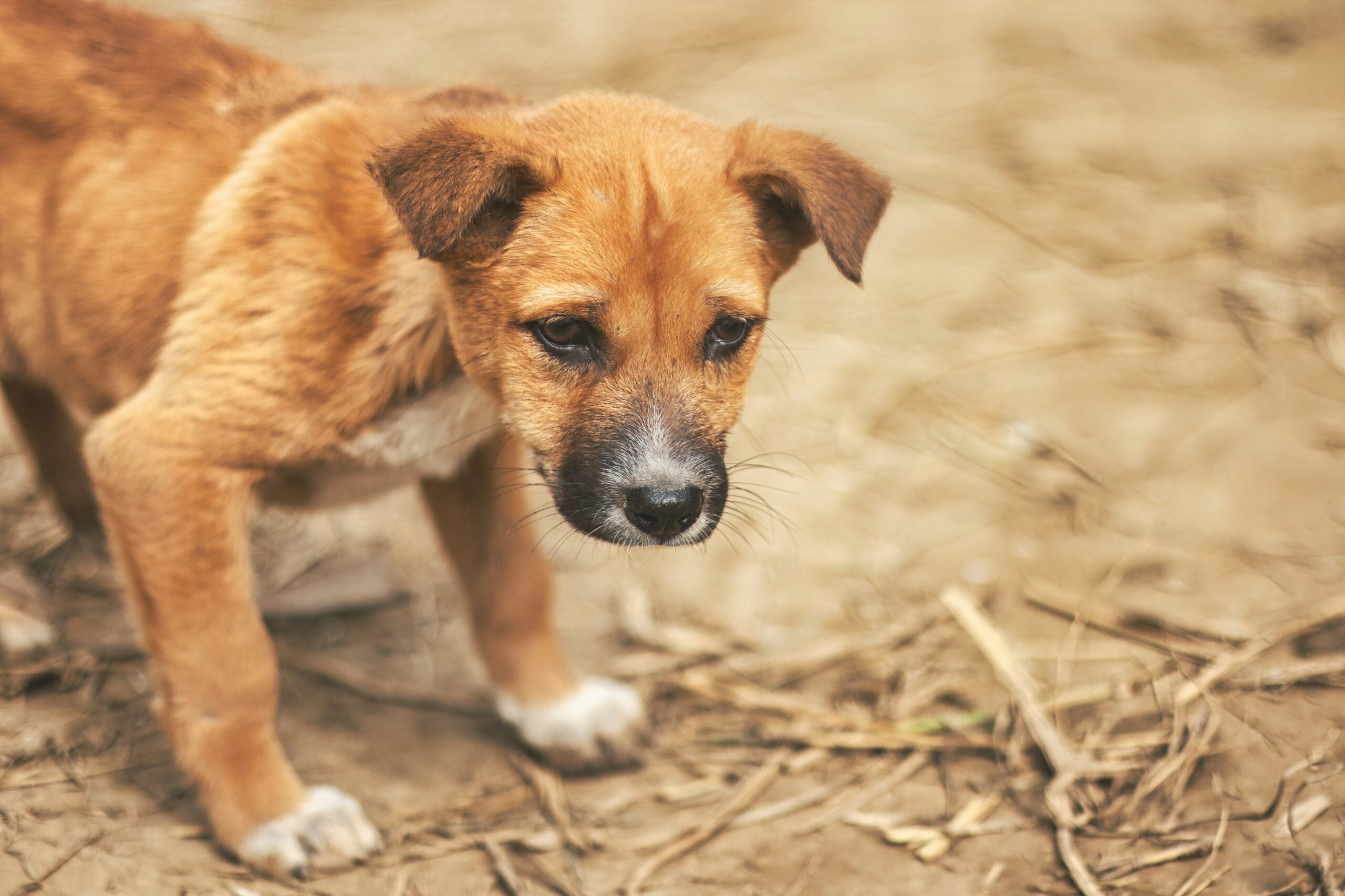 socializing puppies