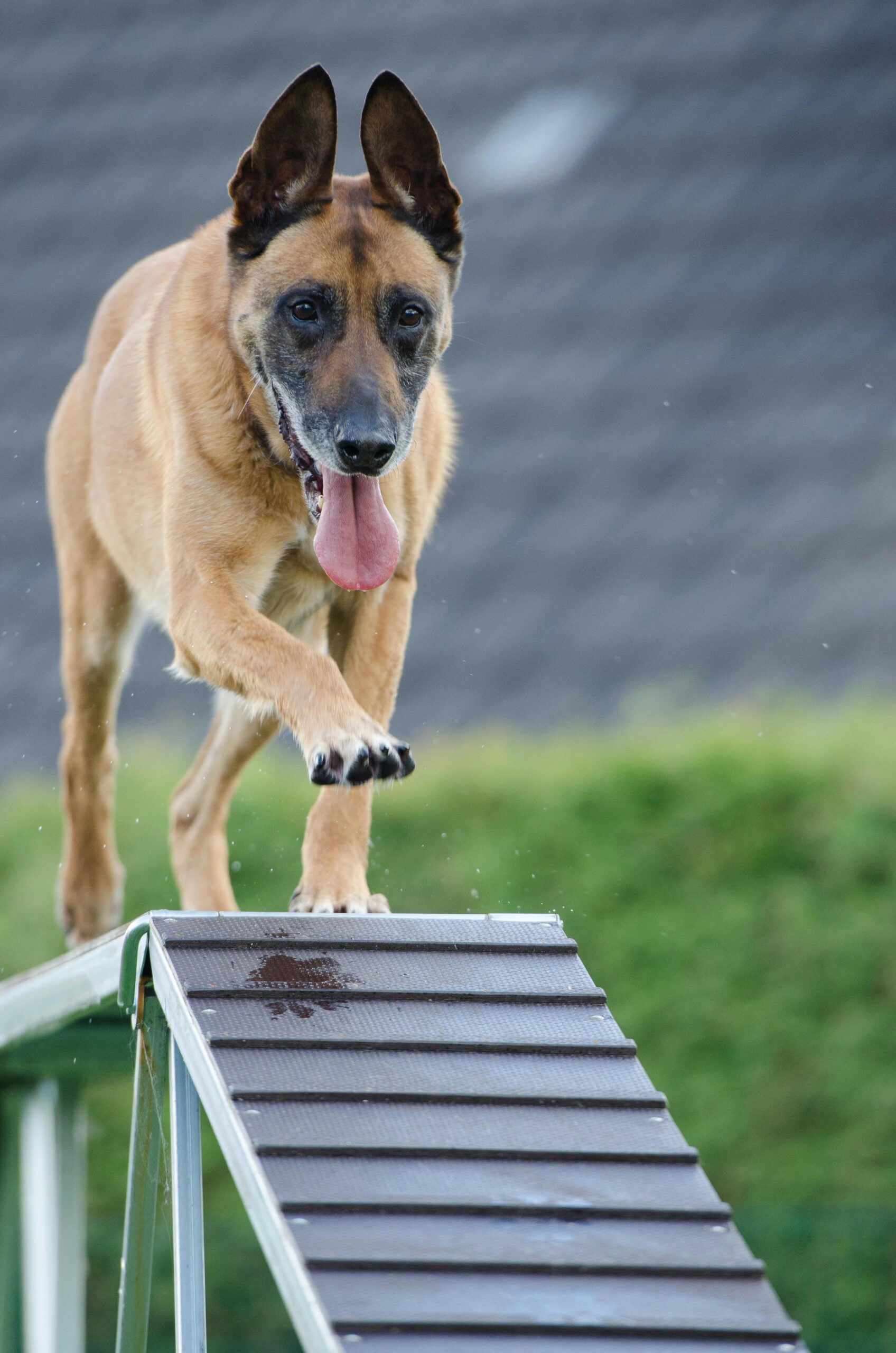 train a dog to walk on leash