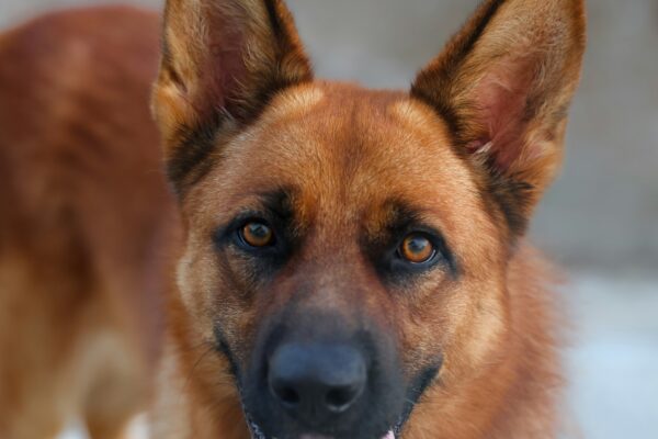 Central Asian Shepherd Dog