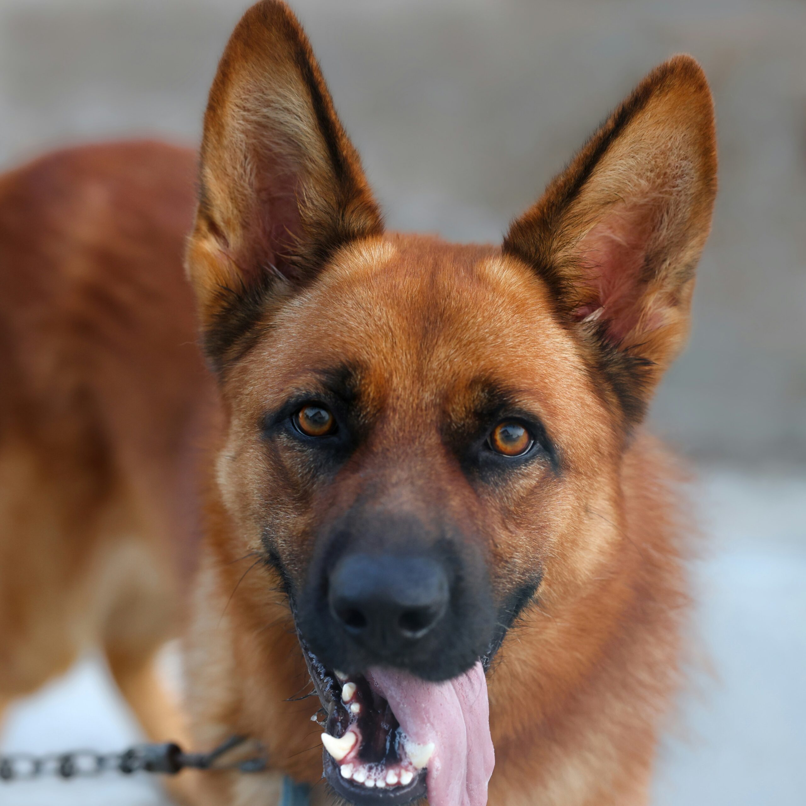 Central Asian Shepherd Dog