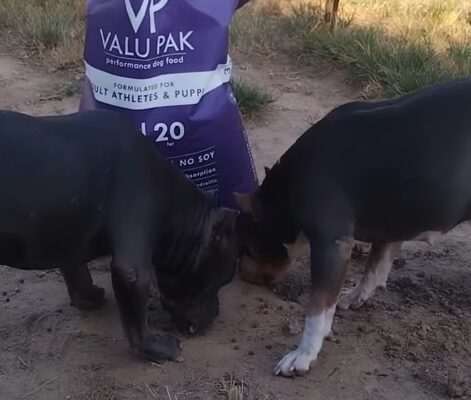 valupak dog food