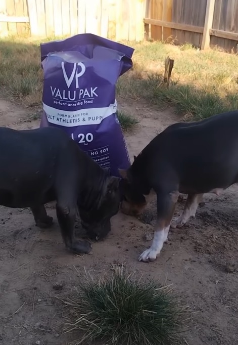 valupak dog food