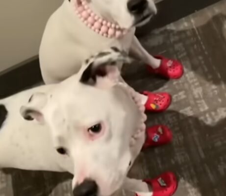 Dog Crocs