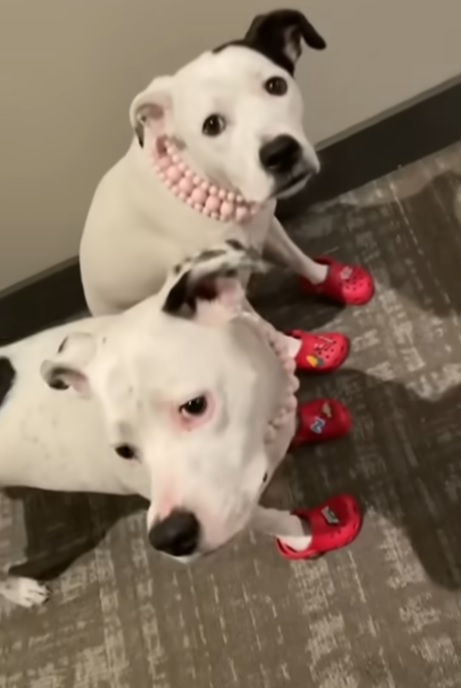 Dog Crocs