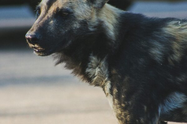 african wild dog