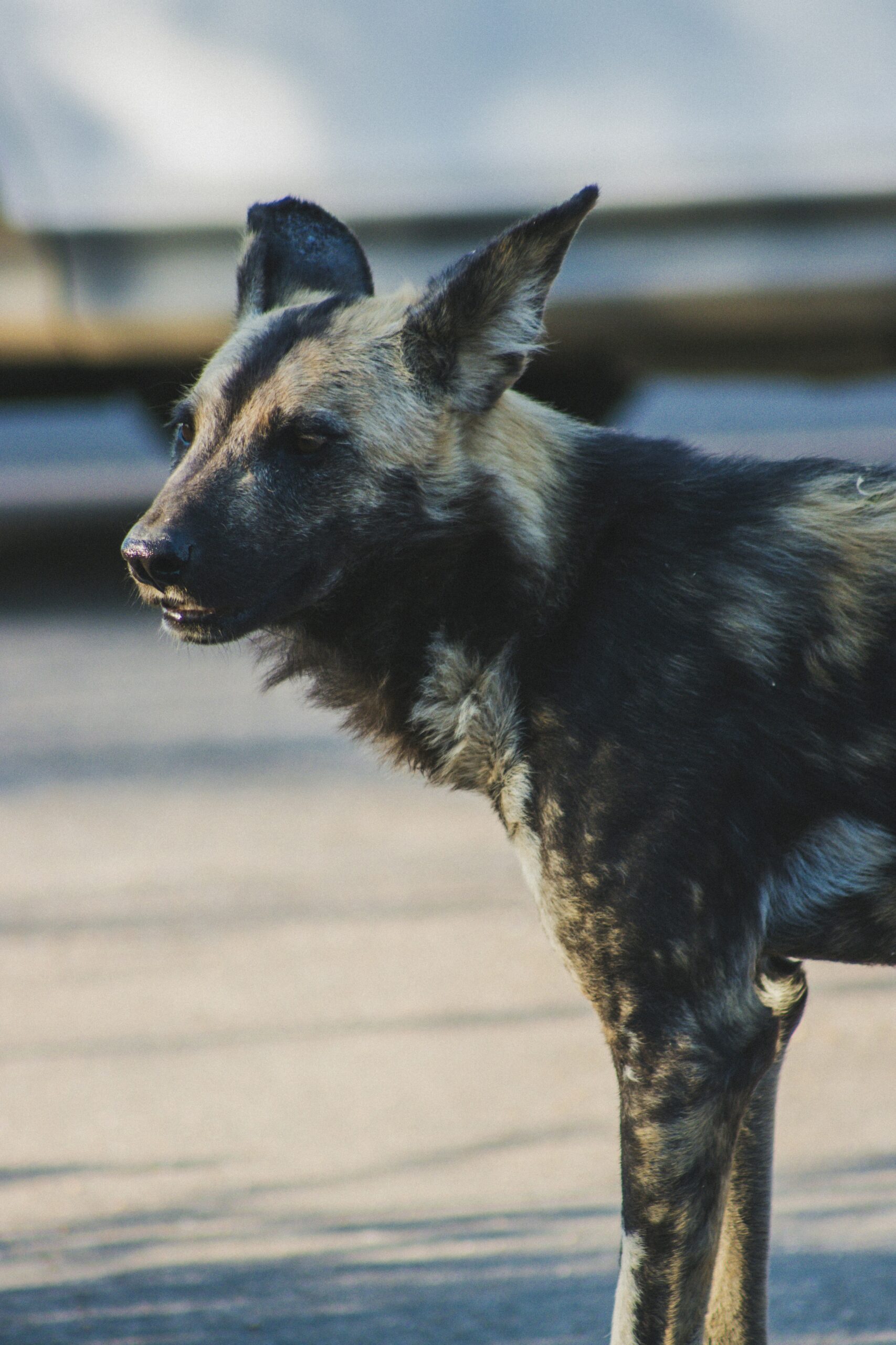 african wild dog