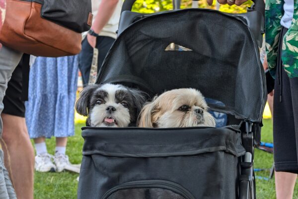 dog stroller