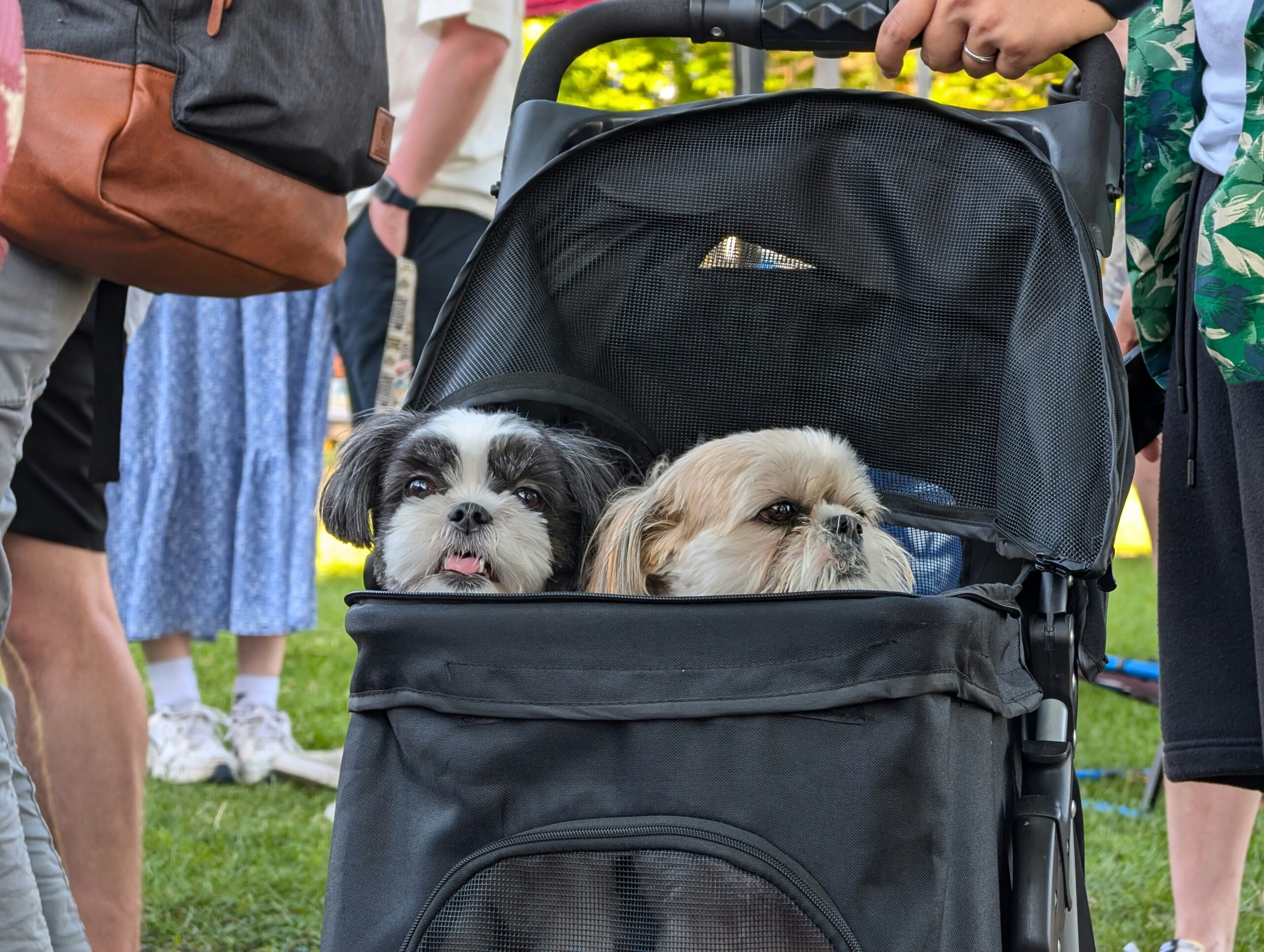 dog stroller