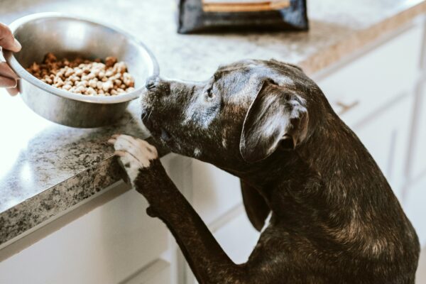 home cooking for your dog