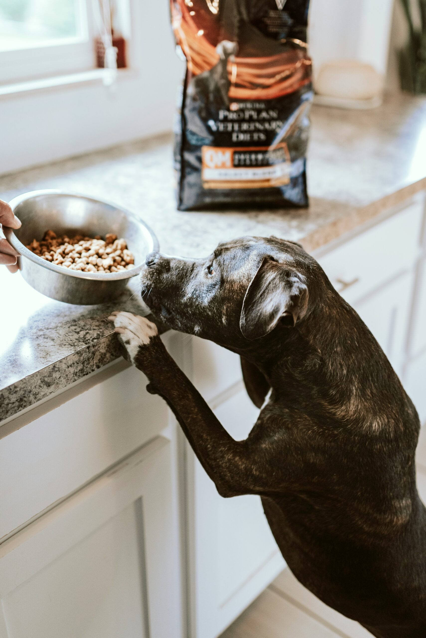 home cooking for your dog