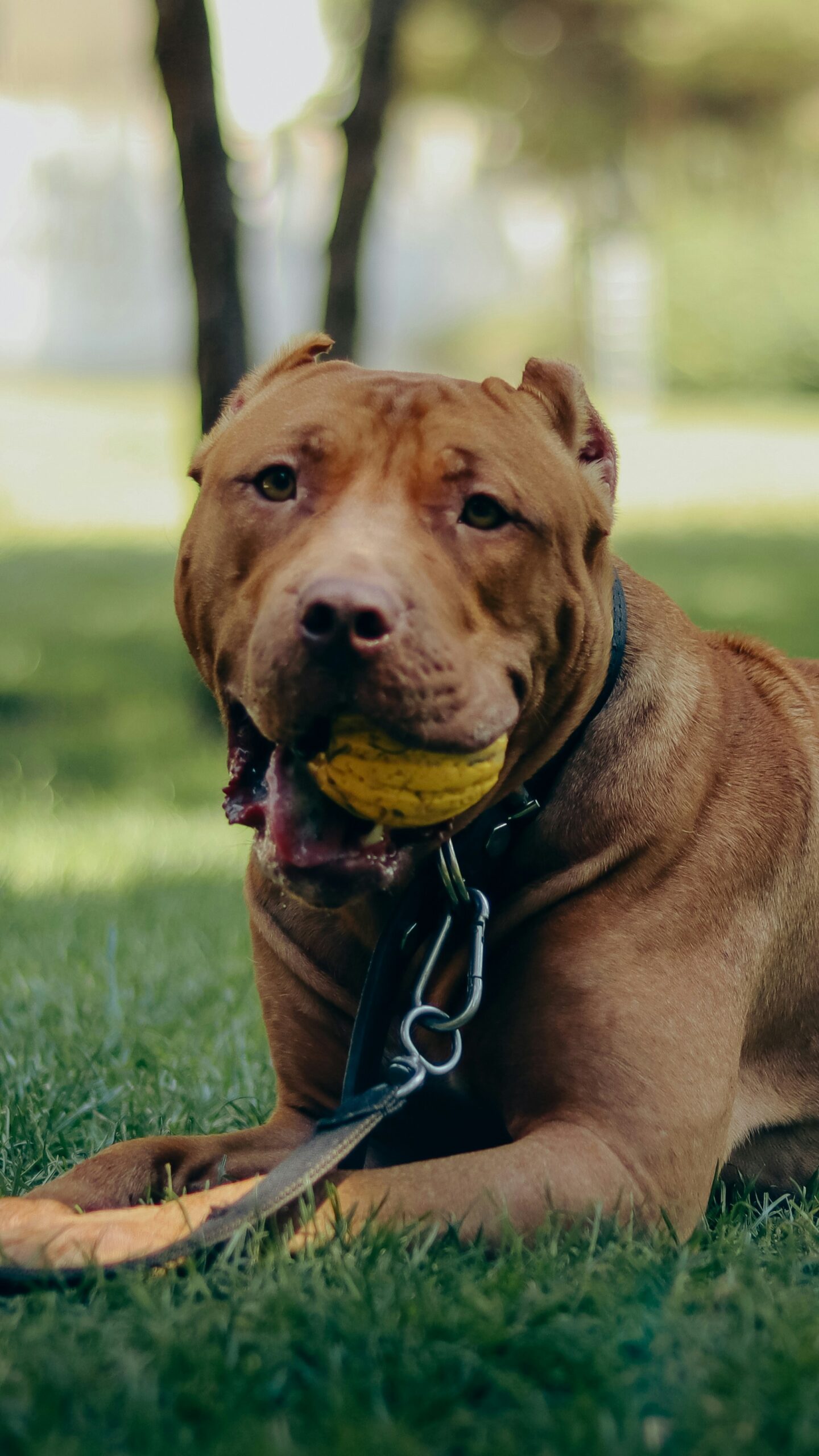 pitbull dog