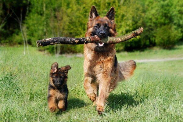 2024 Dog Show Winner: The Champion of the Year Revealed