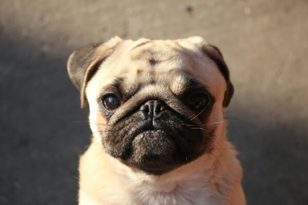 Pug Dog