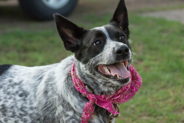 australian cattle dog