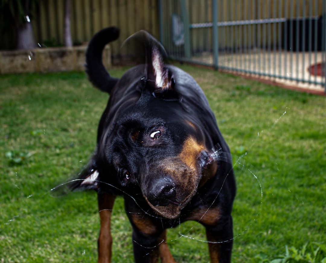 Belgian Malinois for Sale