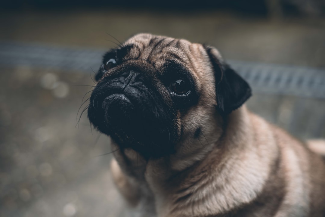 Belly bands for male dogs