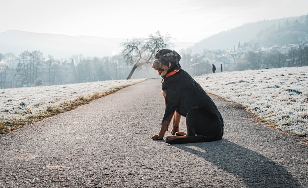 Bernese Mountain Dog Puppies: Tips for Raising This Gentle Giant