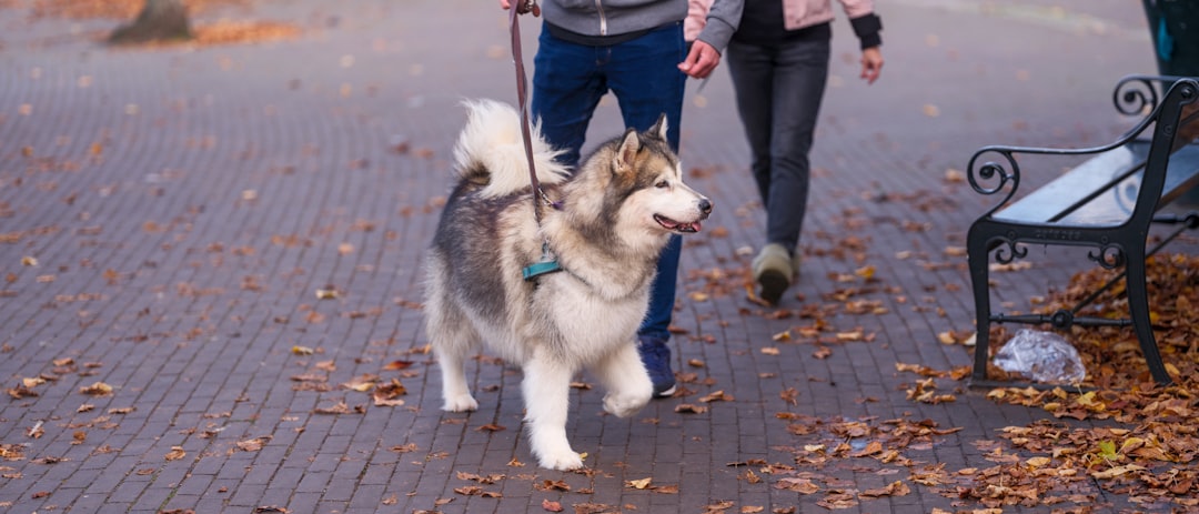 Best Bernedoodle Detangler Spray: Top Products for Tangle-Free Coats