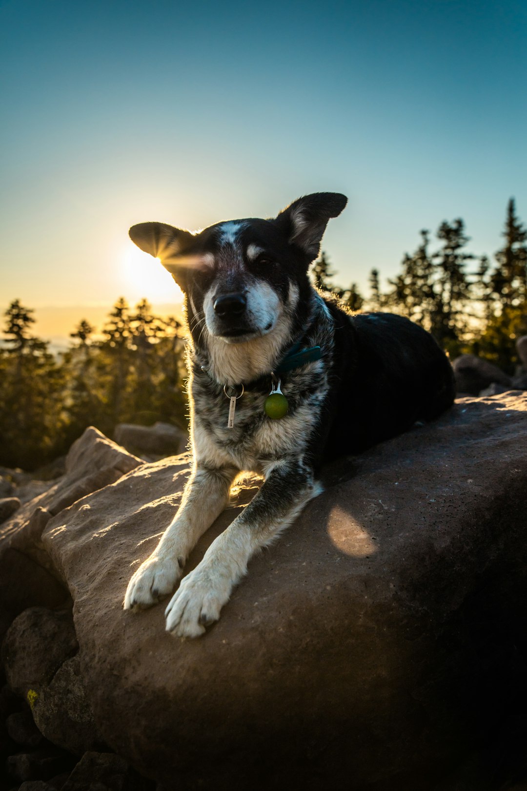 Best Dog Beds: Top Picks Based on Size, Comfort, and Durability