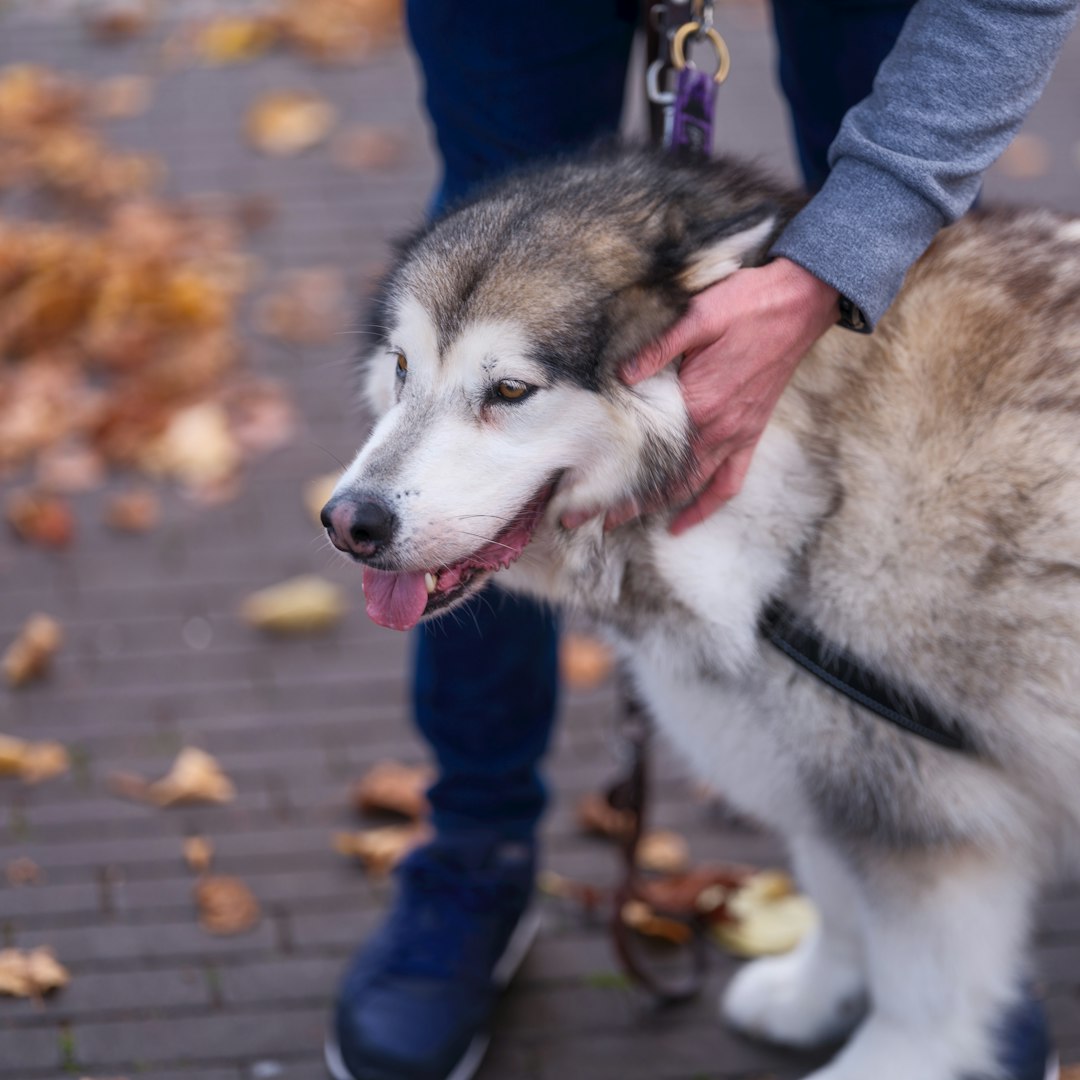 Best Dog Clippers: A Comprehensive Guide for Perfect Grooming