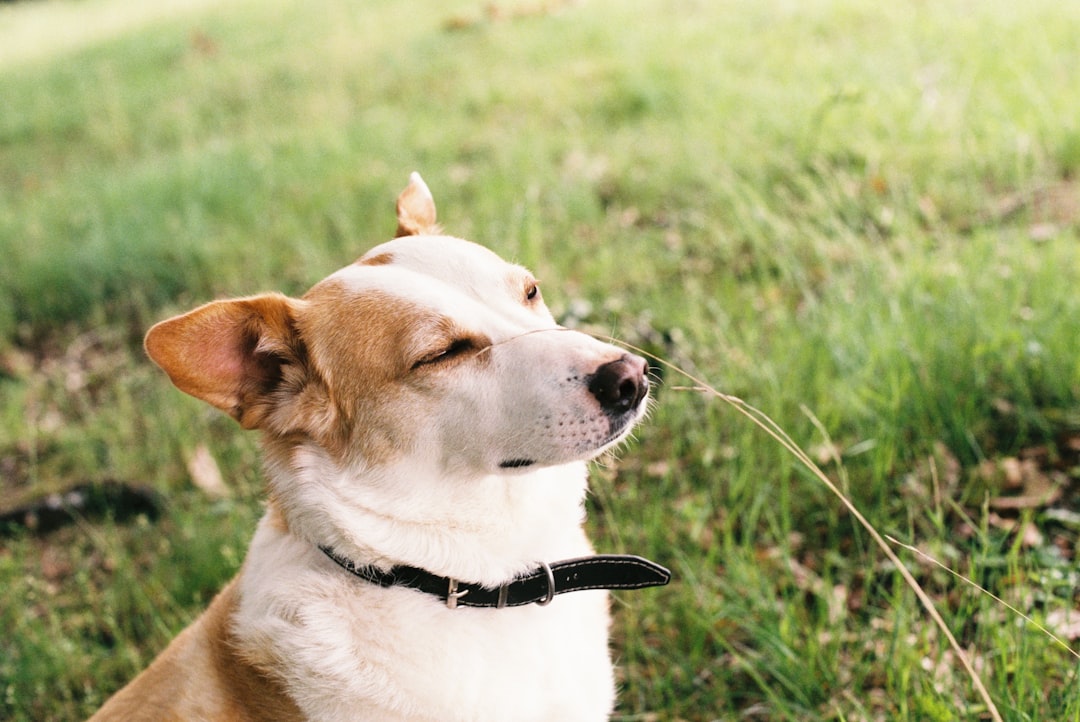 Best Dog Nail Clippers