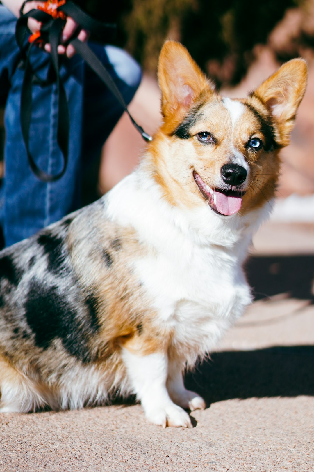 Best Hard Floor Vacuum: Keeping Your Home Fur-Free