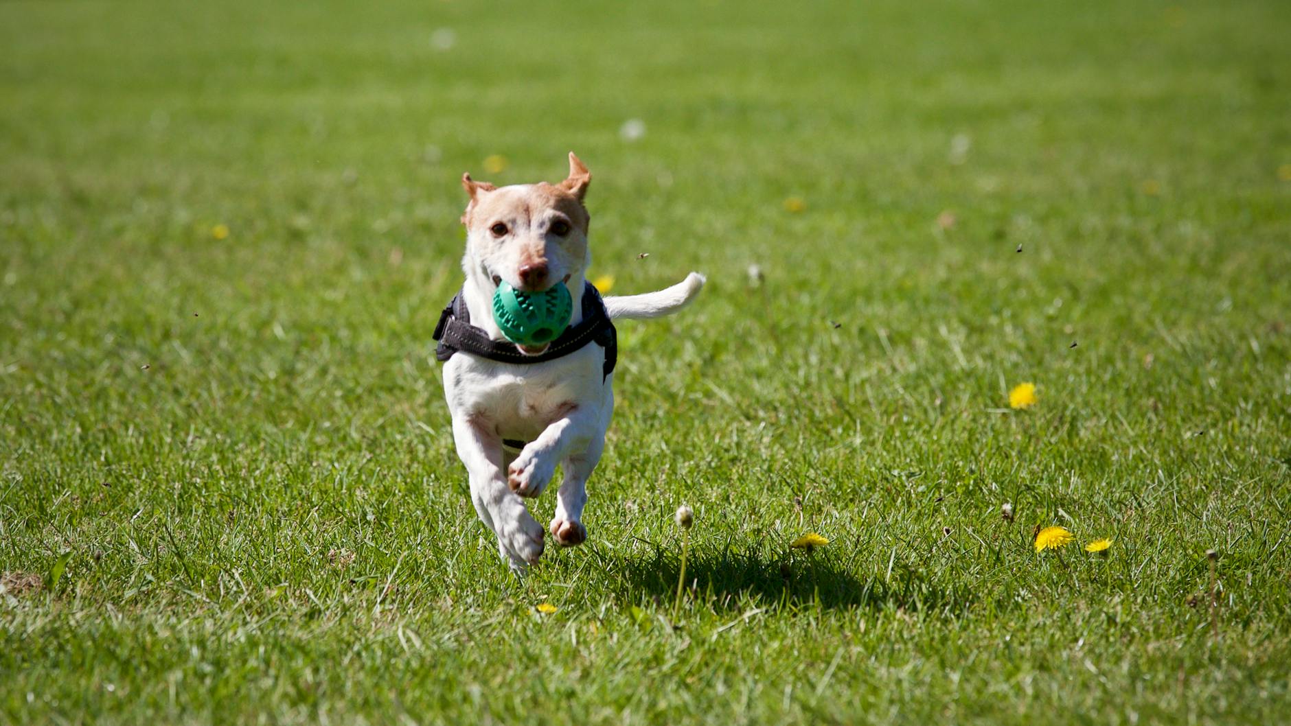 Best Large Breed Dog Food