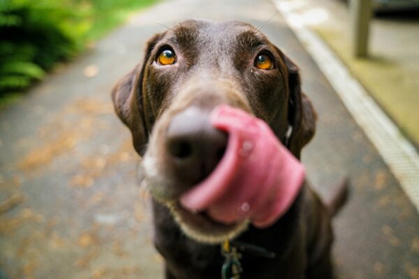 Best Smelling Dog Shampoo: Top Products for a Fresh Coat