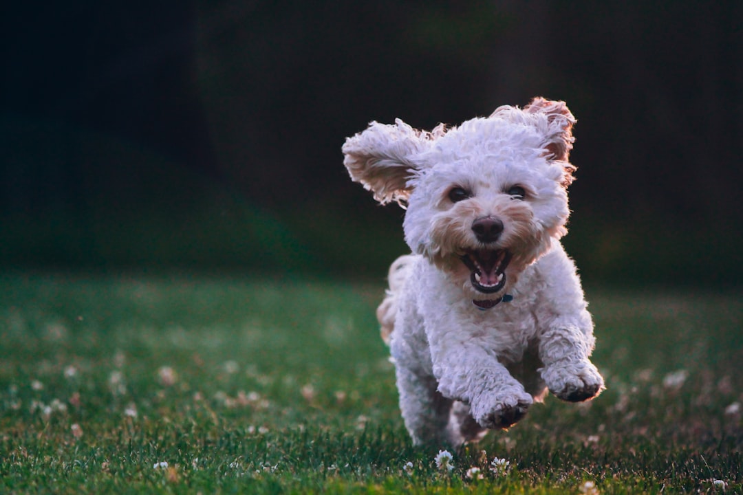 Best Smelling Puppy Shampoo