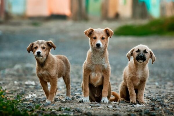 Best Smelling Puppy Shampoo: Keeping Your Little One Clean and Fresh