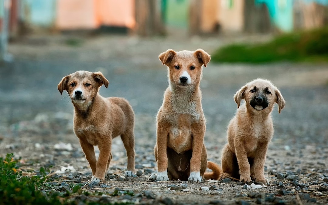 Best Smelling Puppy Shampoo: Keeping Your Little One Clean and Fresh