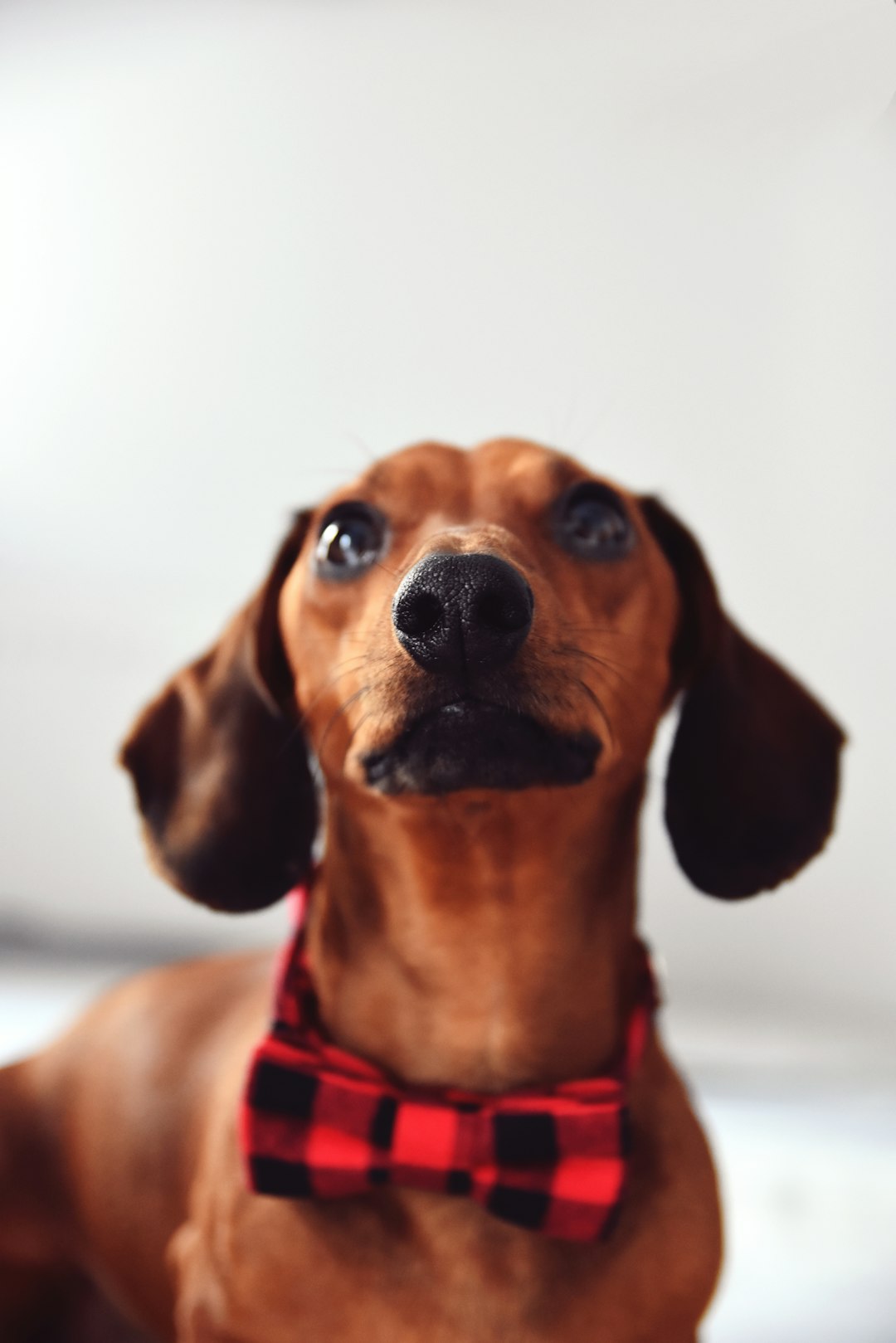 Black and Tan Coonhound