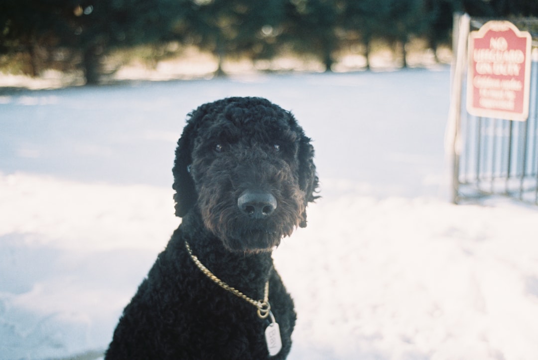 Black German Shepherd: The Traits and Care for This Stunning Breed