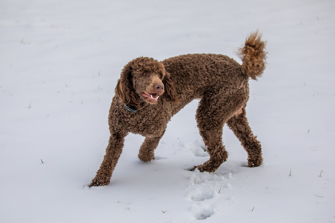 Black Golden Retriever