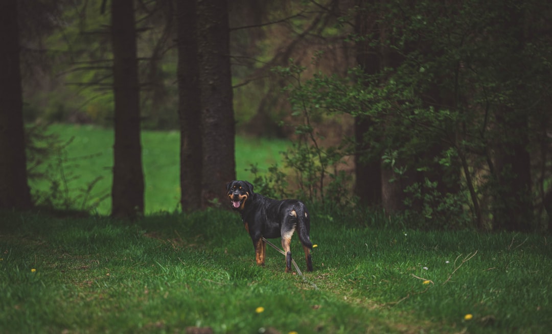 Blue Merle Australian Shepherd