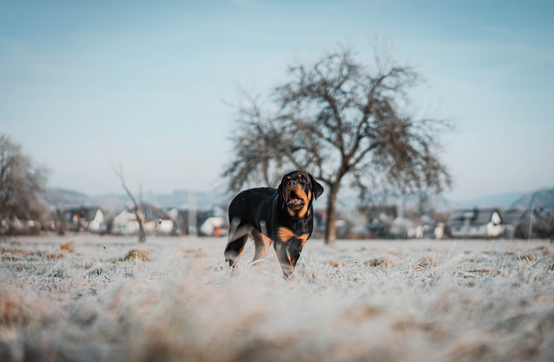 Blue Merle Australian Shepherd: Traits of This Beautiful Dog