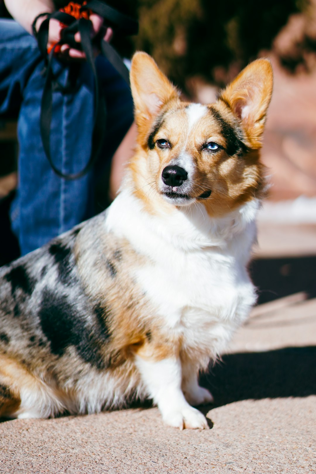 Bordetella Vaccine