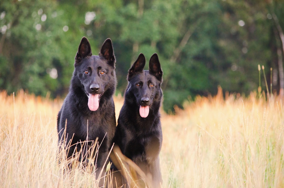 Can Dogs Eat Pasta? A Guide to This Common Human Food