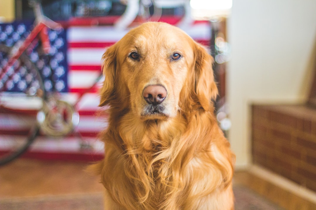 Can Dogs Eat Pecans? What You Need to Know Before Sharing