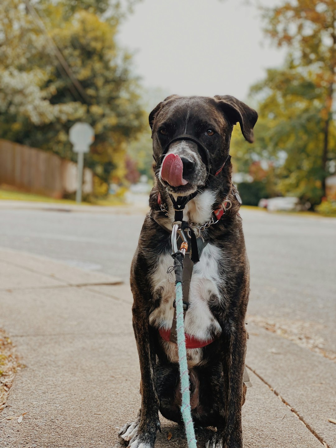 Can Dogs Have Black Pepper