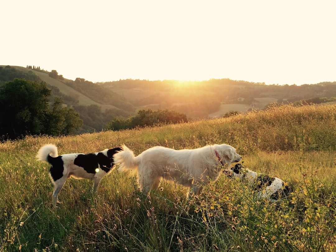 Can Dogs Have Brussels Sprouts? Nutritional Benefits and Risks