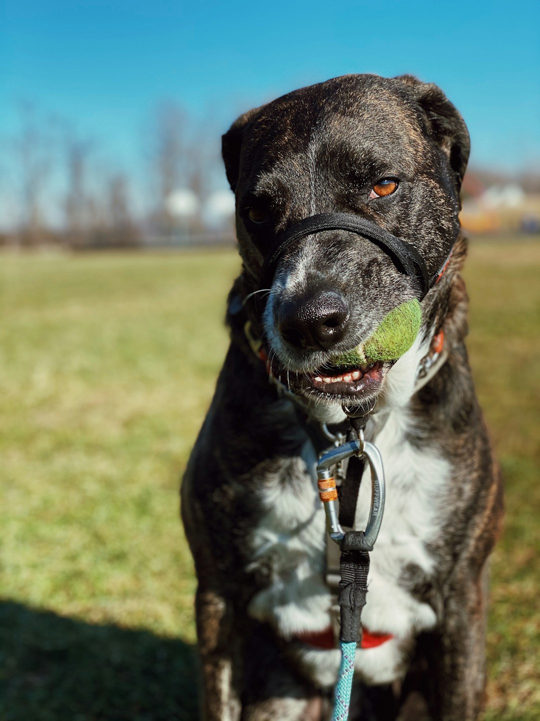 Can Dogs Have Chia Seeds