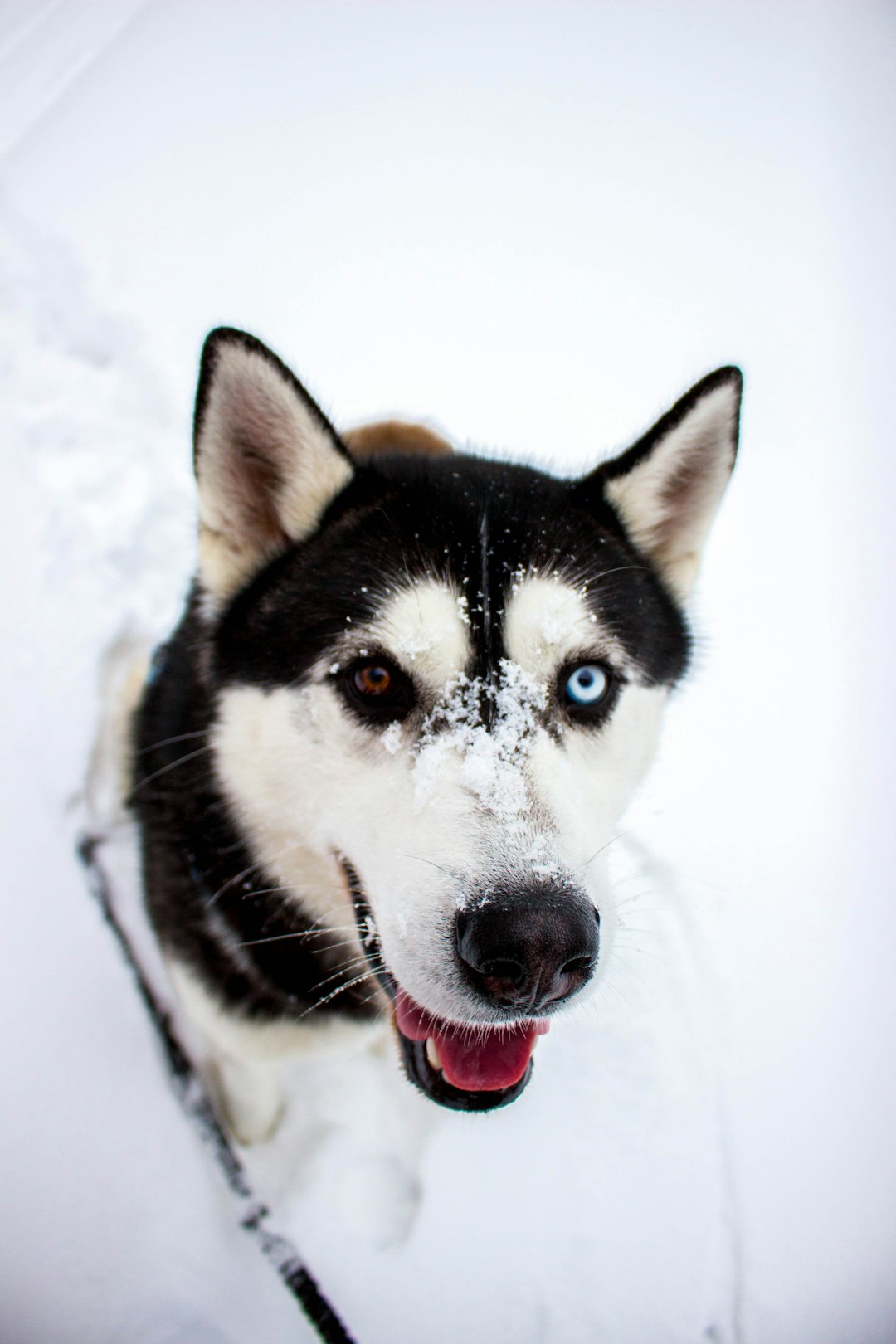 Cancerous Skin Tags on Dogs Images