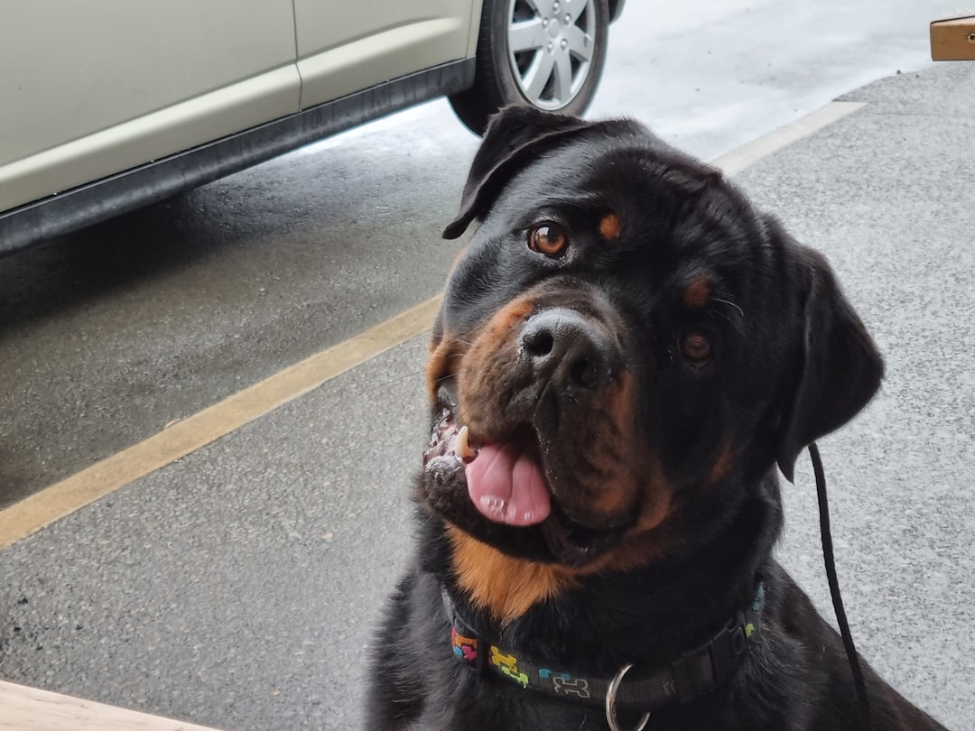 Cane Corso: Understanding the Strength and Temperament of This Breed