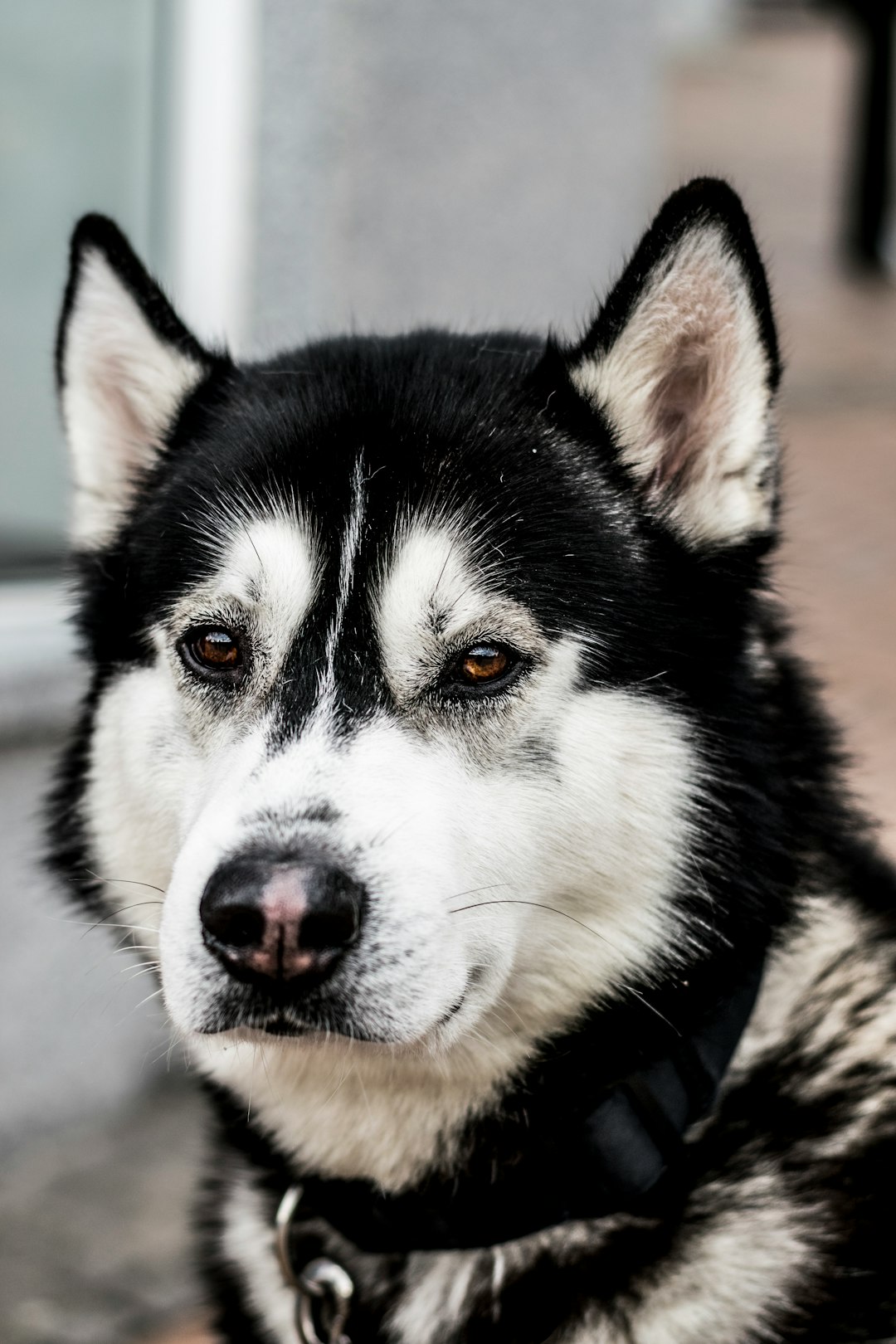 Canine Sensitive Stomach Food